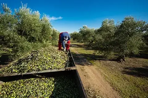 Hasat Zamanı